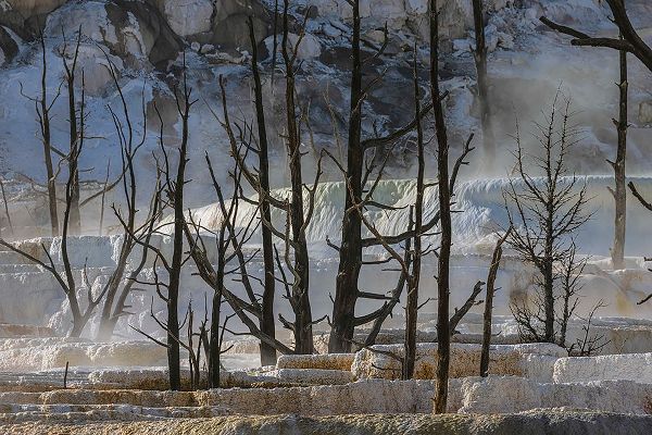 Jones, Adam 아티스트의 Black tree trunks and terrace-Mammoth Hot Springs-Yellowstone National Park-Wyoming작품입니다.